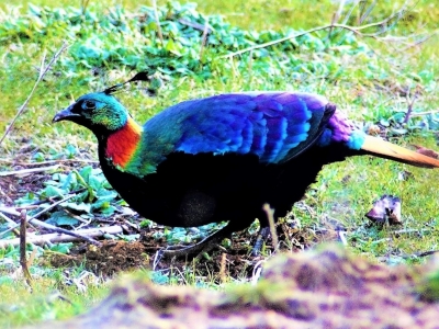 Nepal Birding