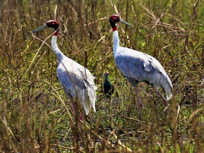 Birding in Lumbini