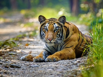Bardiya-Tiger2