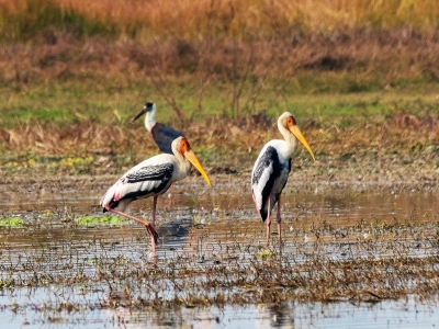 Panited-Stork-Birding-Smasara-Trekking1
