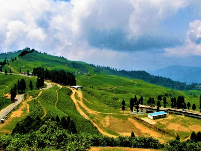 Nepal  Tea Garden
